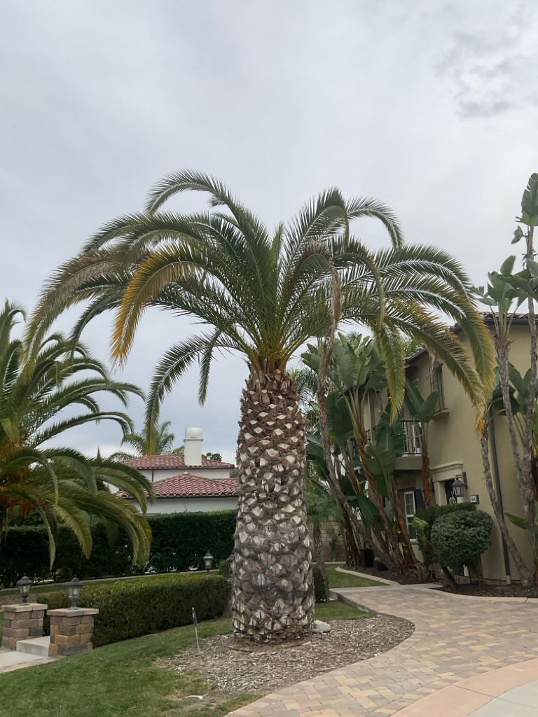 Phoenix canariensis | 01-15-2025