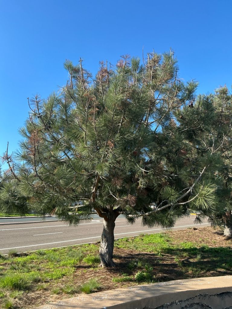 TreeLife Tree Care in Southern California after