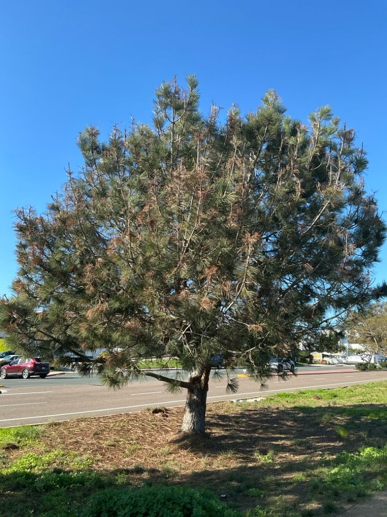 TreeLife Tree Care in Southern California after