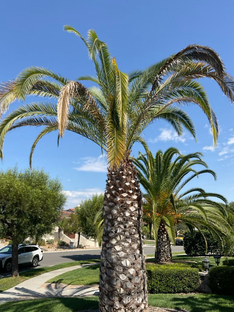Phoenix canariensis | 10-02-2024
