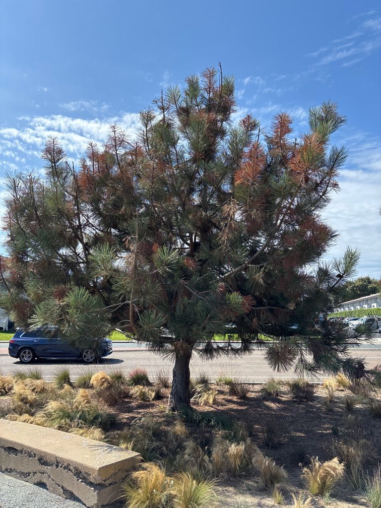 TreeLife Tree Care in Southern California before