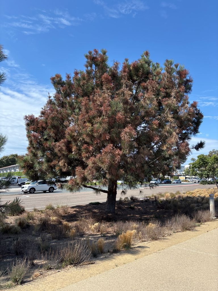 TreeLife Tree Care in Southern California before