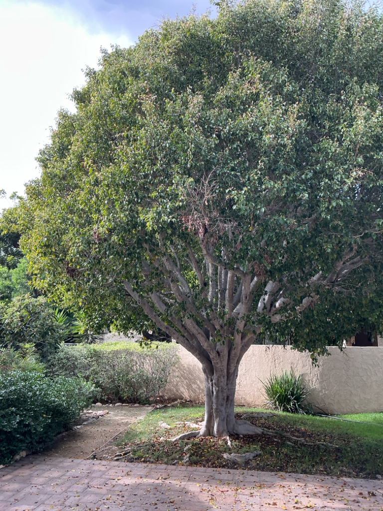 Recovery from Ficus insects: Ficus white fly, eye spot midge, laurel thrip, leaf rolling psyllid. before