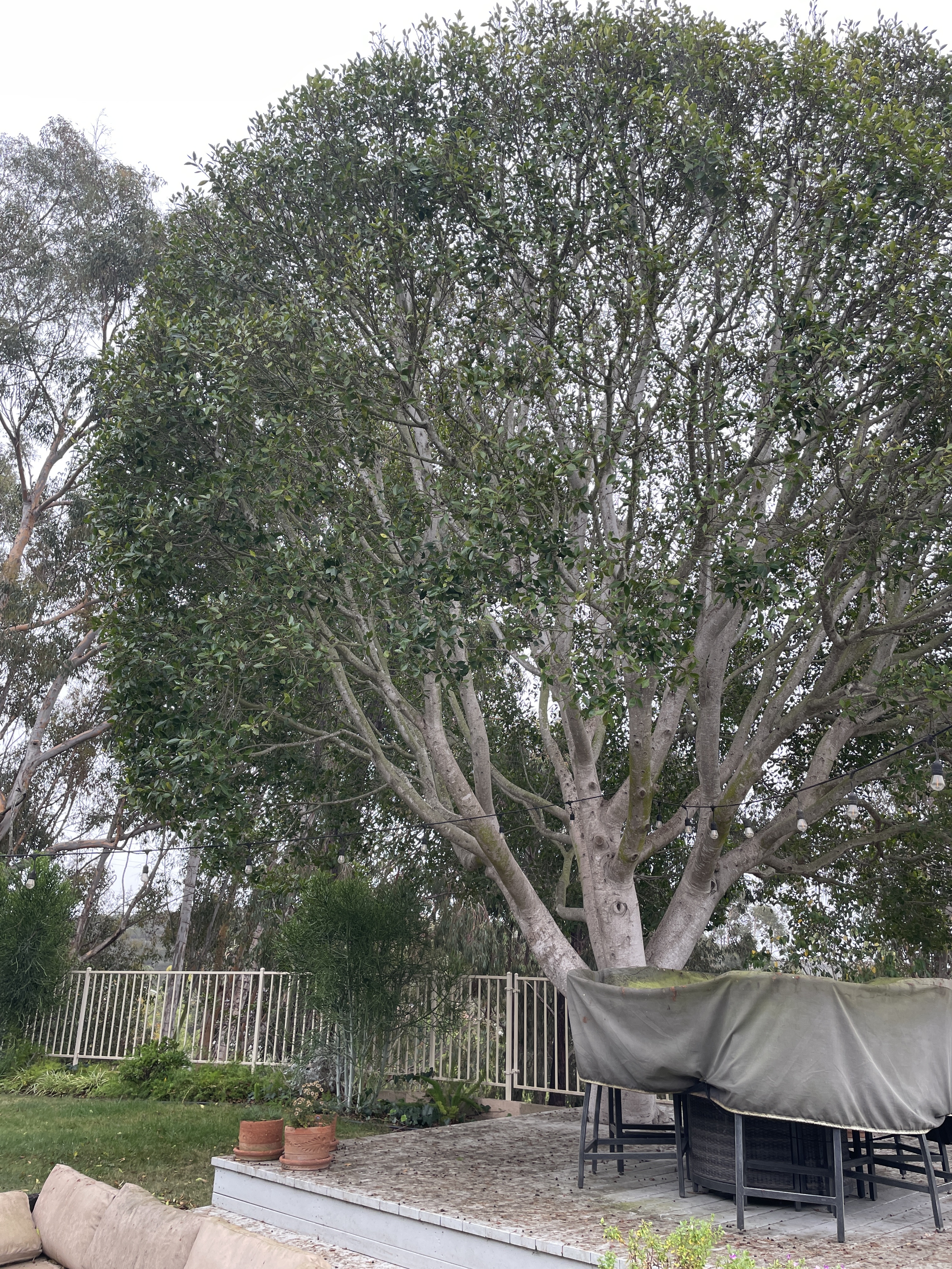 Recovery from Ficus insects: Ficus white fly, eye spot midge, laurel thrip, leaf rolling psyllid. before