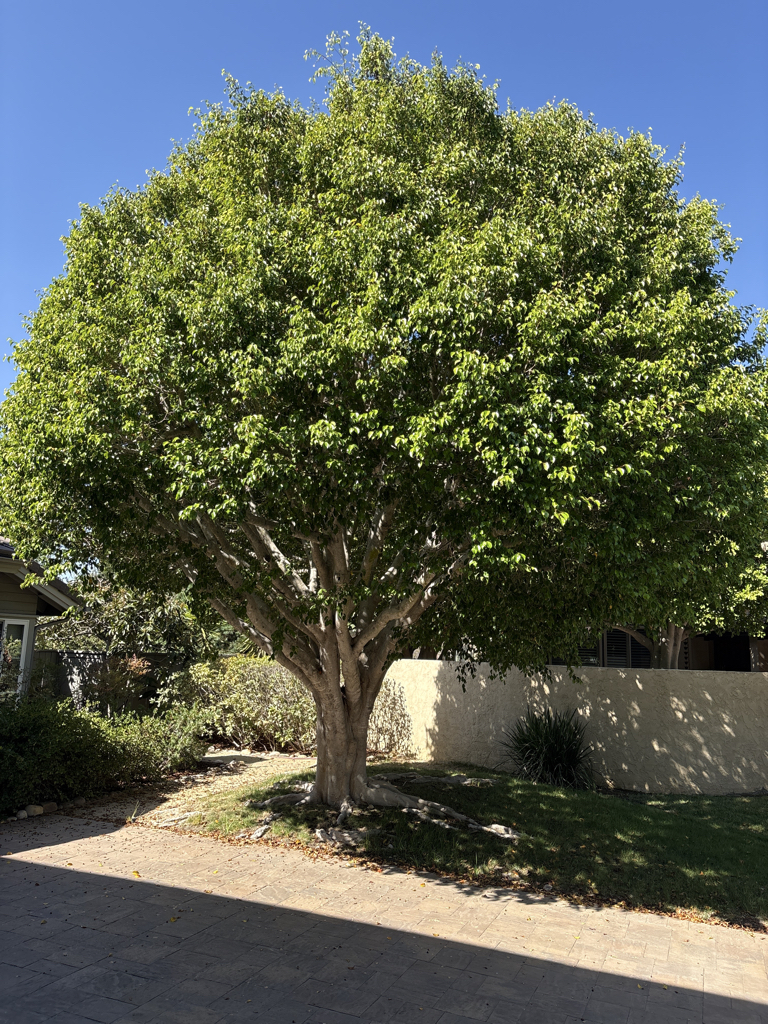 Recovery from Ficus insects: Ficus white fly, eye spot midge, laurel thrip, leaf rolling psyllid. after