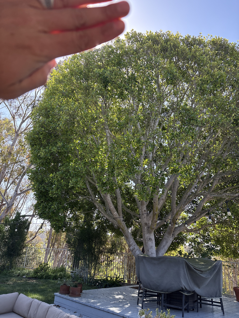 Recovery from Ficus insects: Ficus white fly, eye spot midge, laurel thrip, leaf rolling psyllid. after