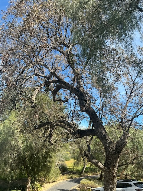 Root collar excavation by airspade and tree-habilitation services performed resulted in exceptional recovery of this frontispiece oak. before