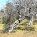 Xylella fastidiosa