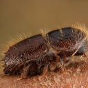 bark beetle