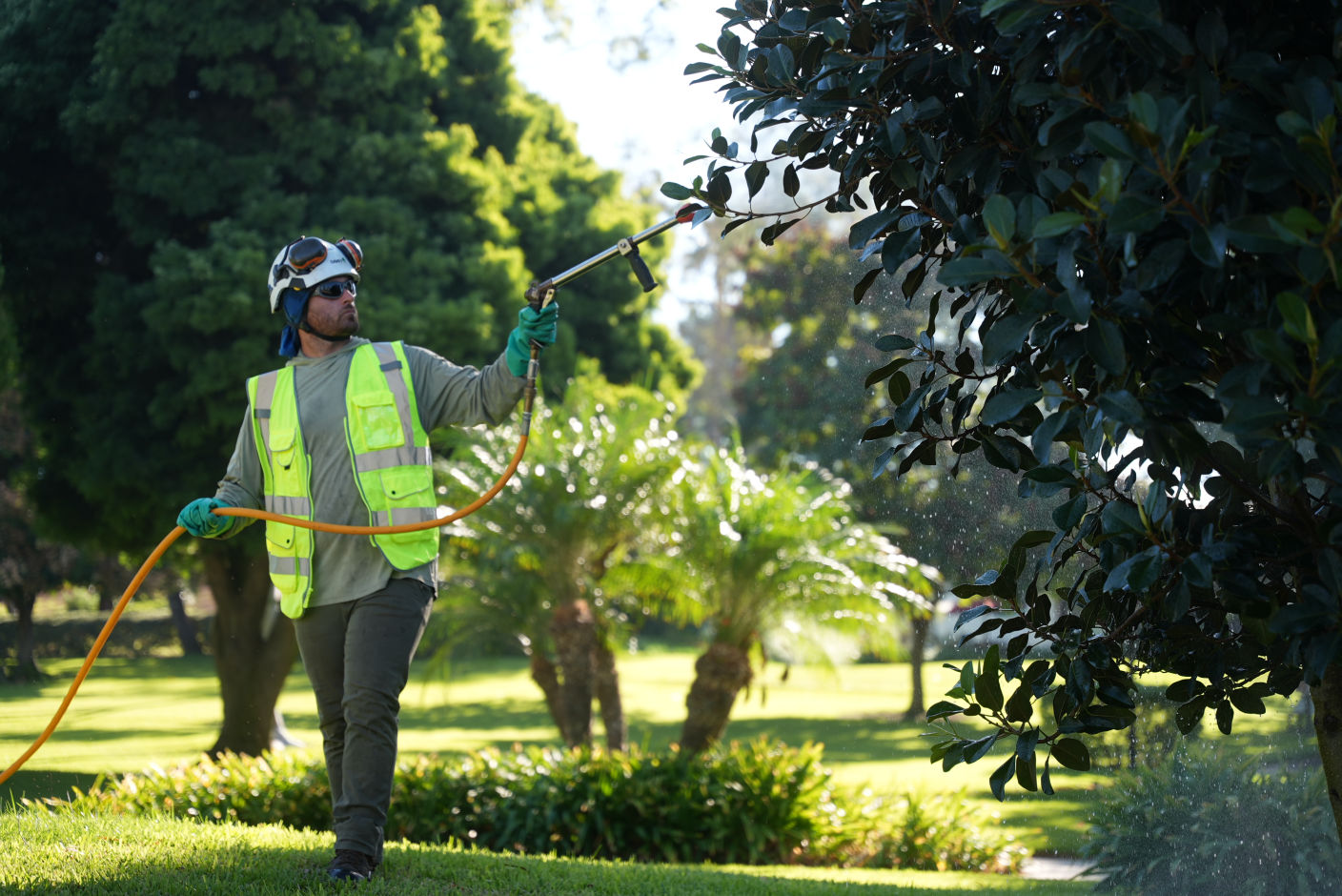 Tree Cultural Modifications in Southern California