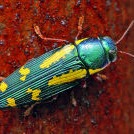 Flatheaded or Metallic Wood Borers