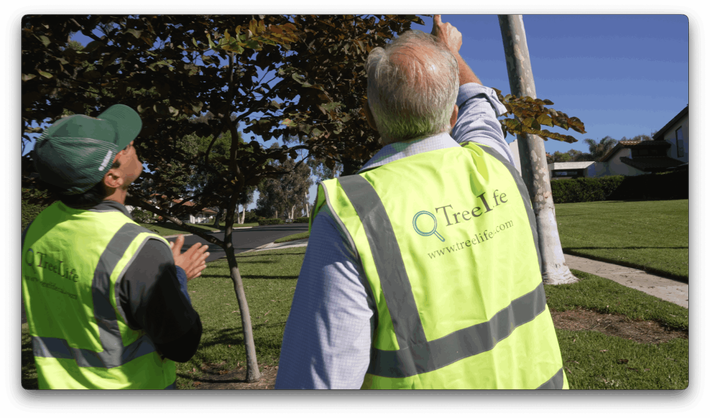Tree Assessment in Southern California