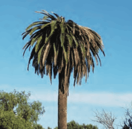 palm disease