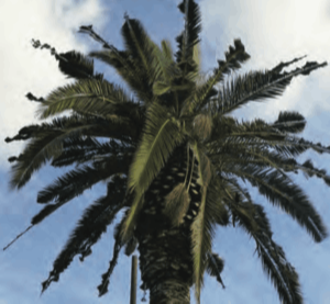 Palm